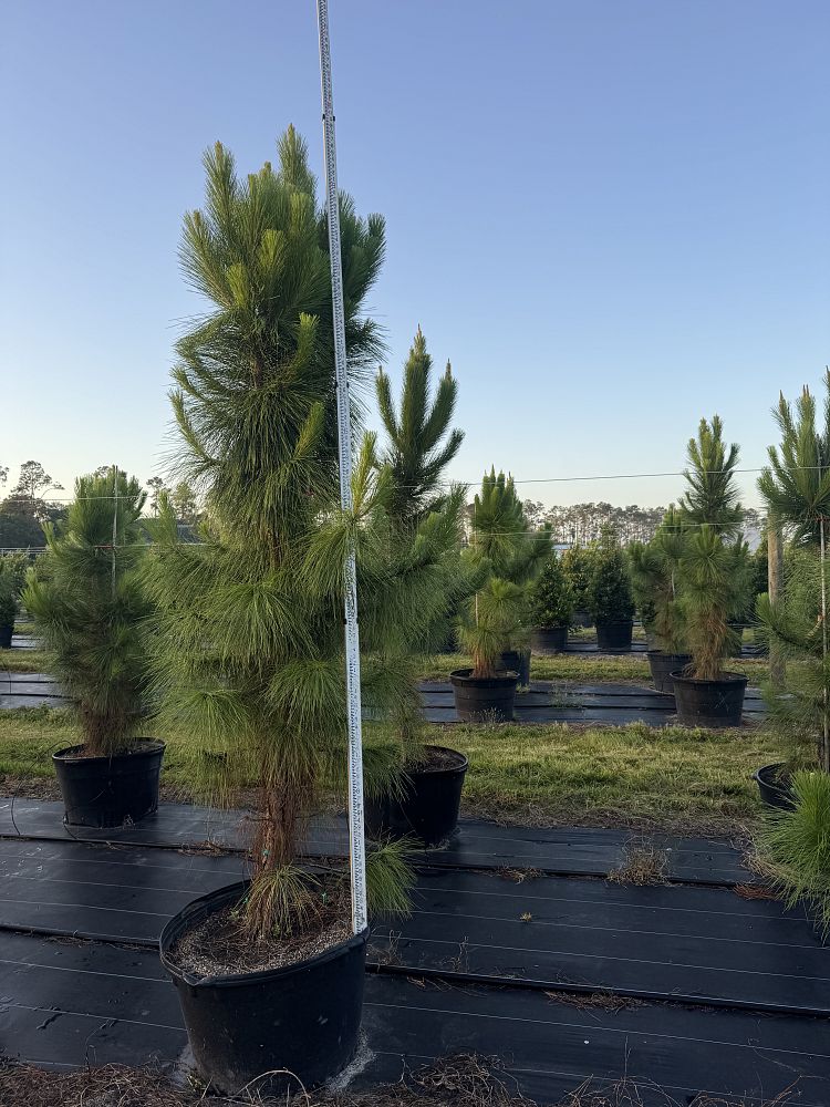 pinus-elliottii-densa-densa-pine-south-florida-slash-pine