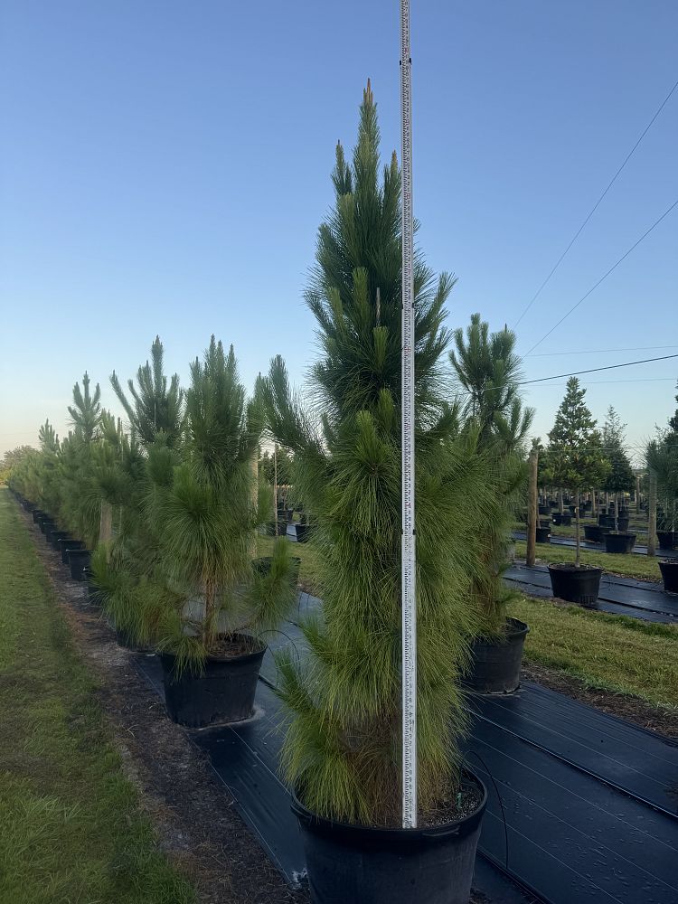 pinus-elliottii-densa-densa-pine-south-florida-slash-pine