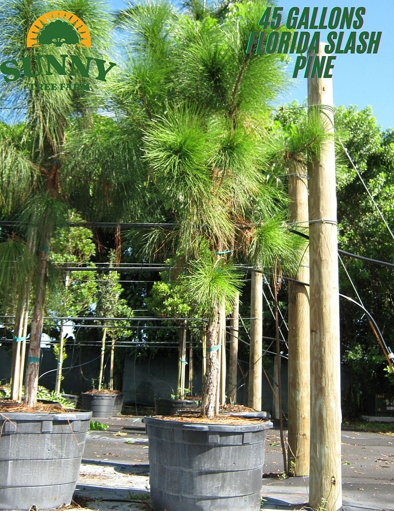 pinus-elliottii-densa-densa-pine-south-florida-slash-pine