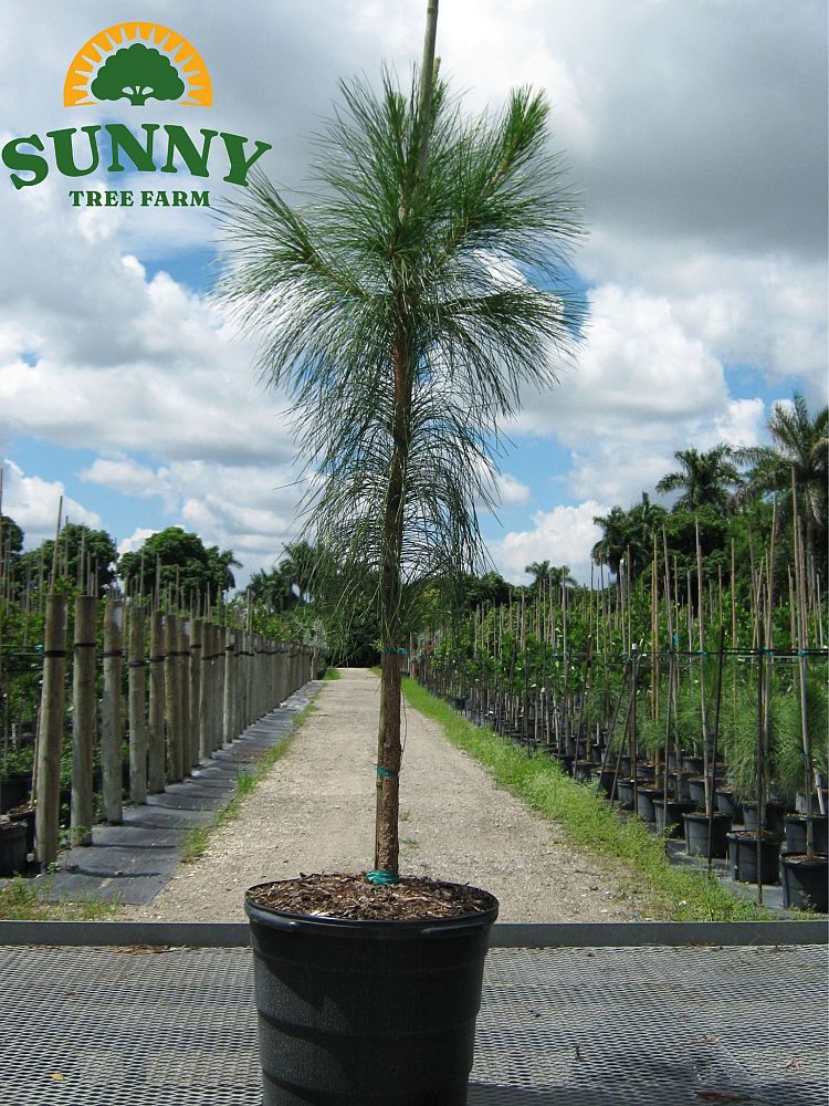 pinus-elliottii-densa-densa-pine-south-florida-slash-pine