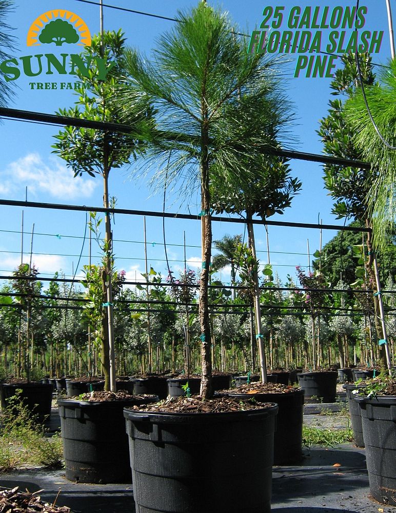 pinus-elliottii-densa-densa-pine-south-florida-slash-pine