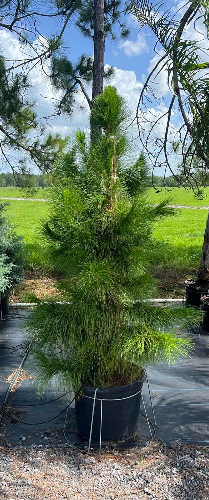 pinus-elliottii-densa-densa-pine-south-florida-slash-pine