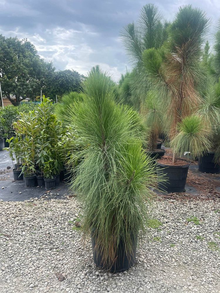 pinus-elliottii-densa-densa-pine-south-florida-slash-pine