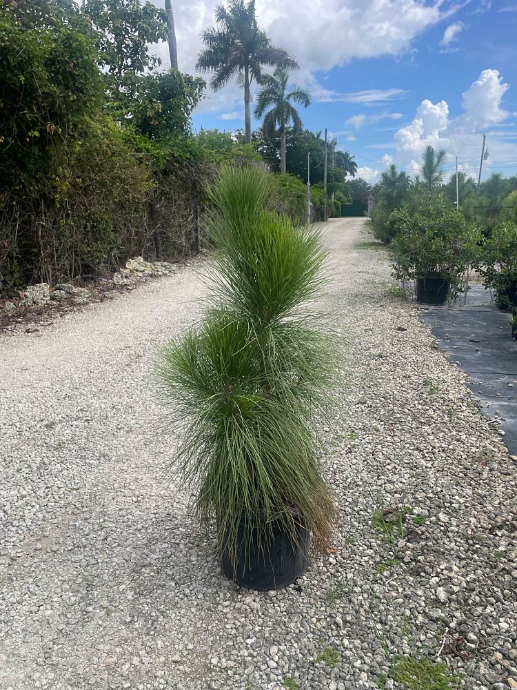 pinus-elliottii-densa-densa-pine-south-florida-slash-pine