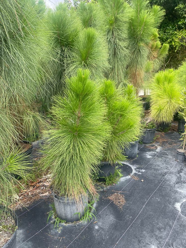 pinus-elliottii-densa-densa-pine-south-florida-slash-pine