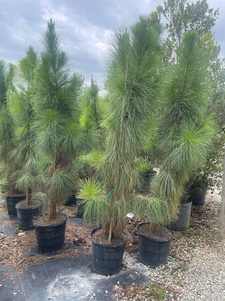 pinus-elliottii-densa-densa-pine-south-florida-slash-pine