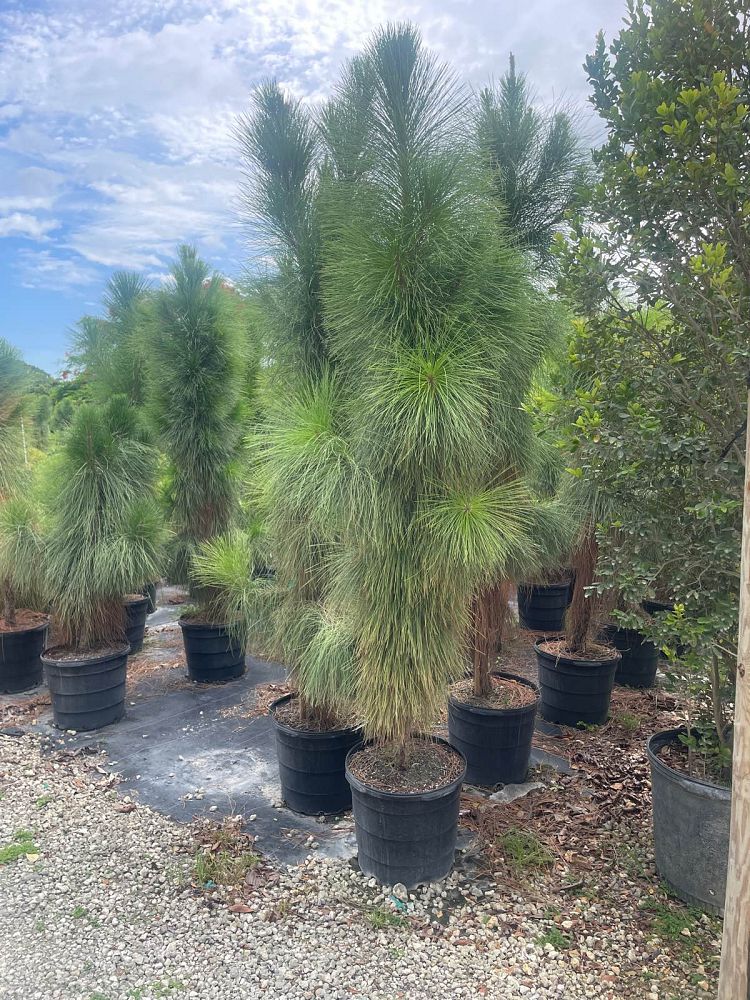 pinus-elliottii-densa-densa-pine-south-florida-slash-pine