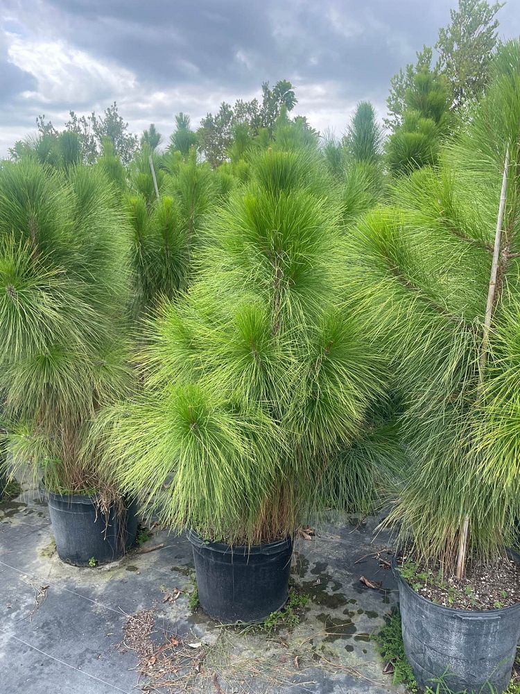 pinus-elliottii-densa-densa-pine-south-florida-slash-pine