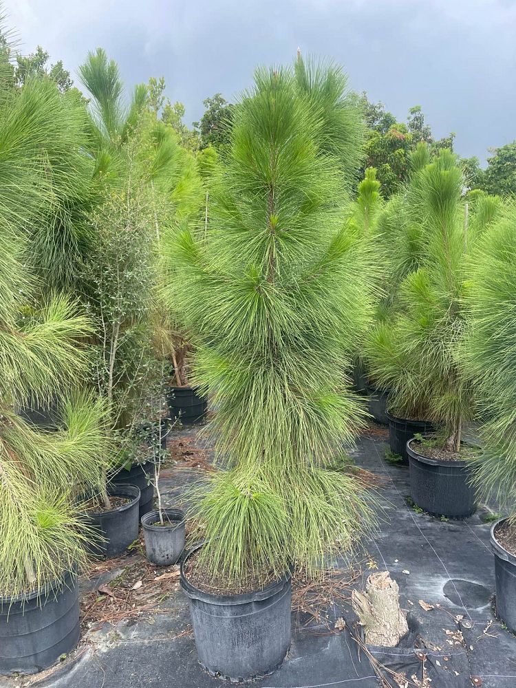 pinus-elliottii-densa-densa-pine-south-florida-slash-pine