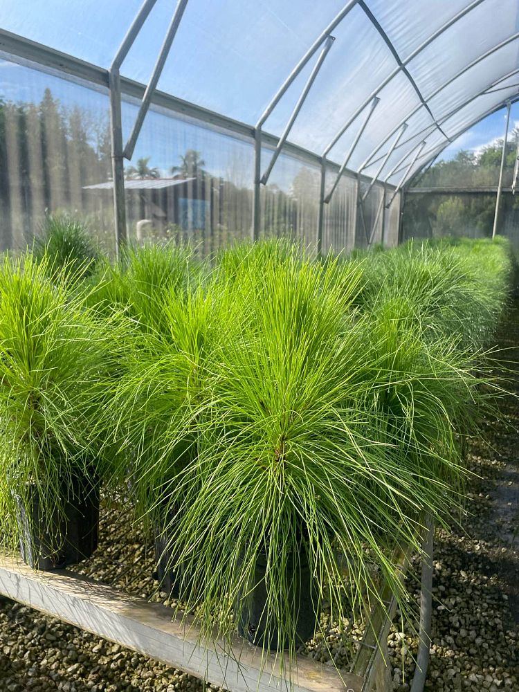 pinus-elliottii-densa-densa-pine-south-florida-slash-pine