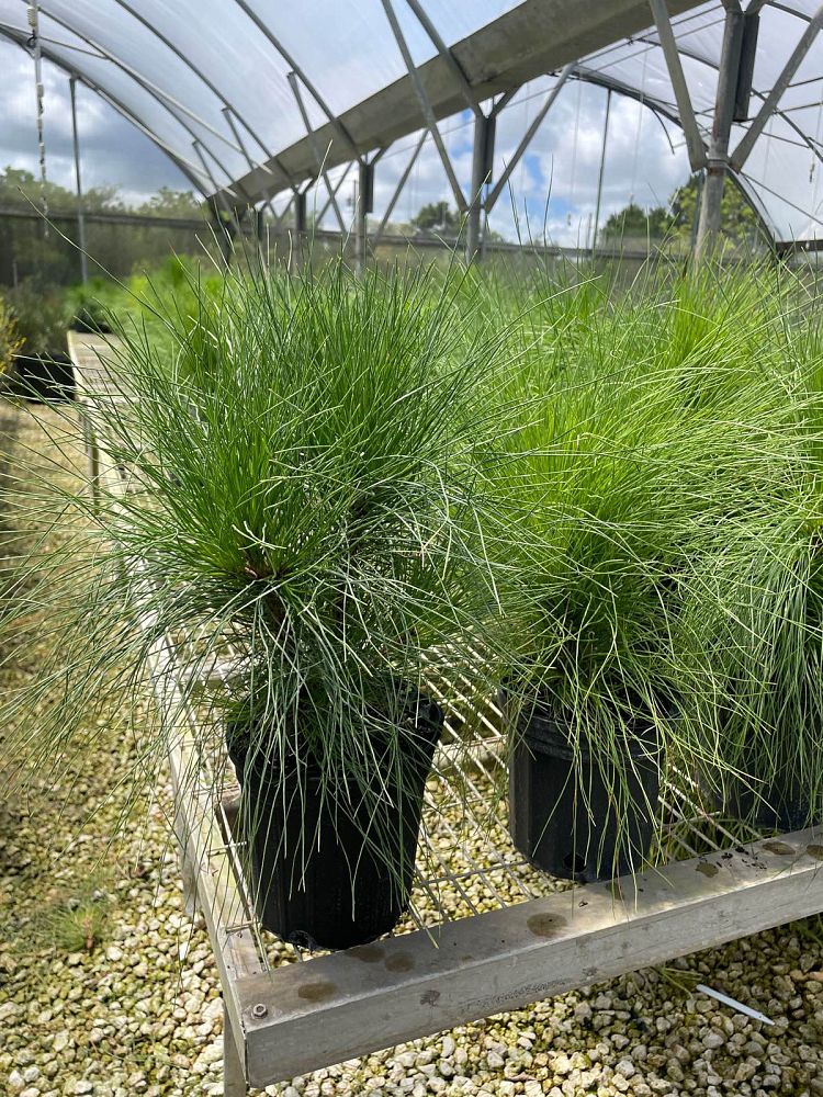 pinus-elliottii-densa-densa-pine-south-florida-slash-pine