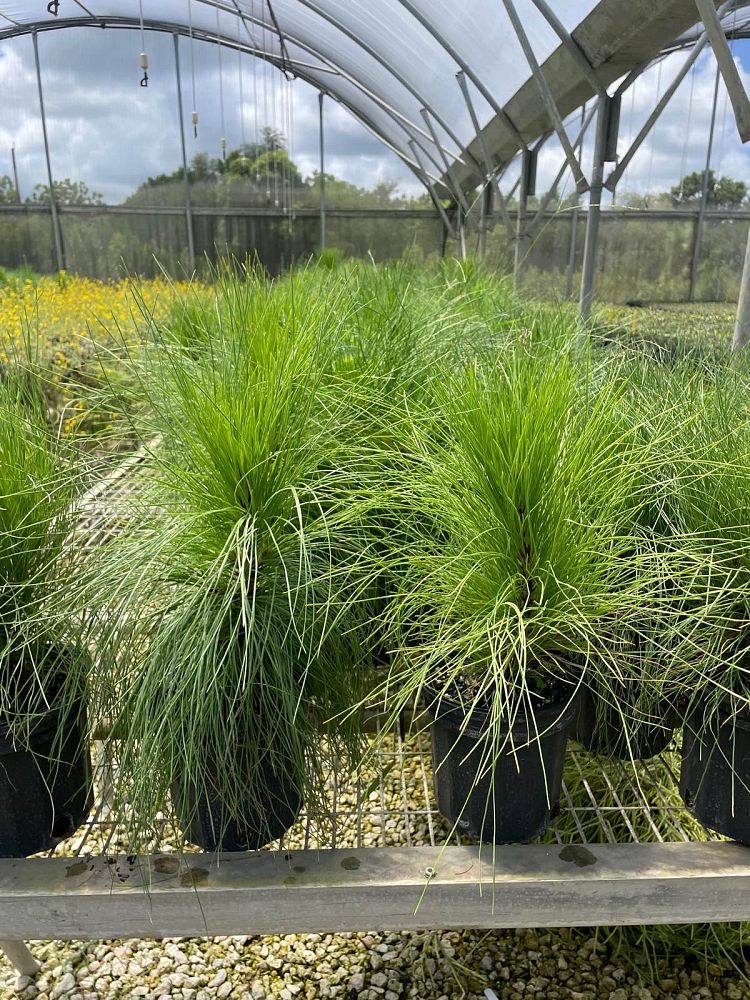 pinus-elliottii-densa-densa-pine-south-florida-slash-pine