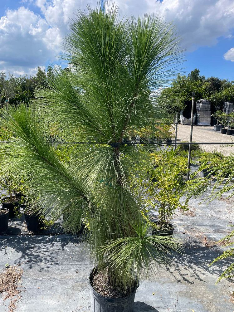 pinus-elliottii-densa-densa-pine-south-florida-slash-pine