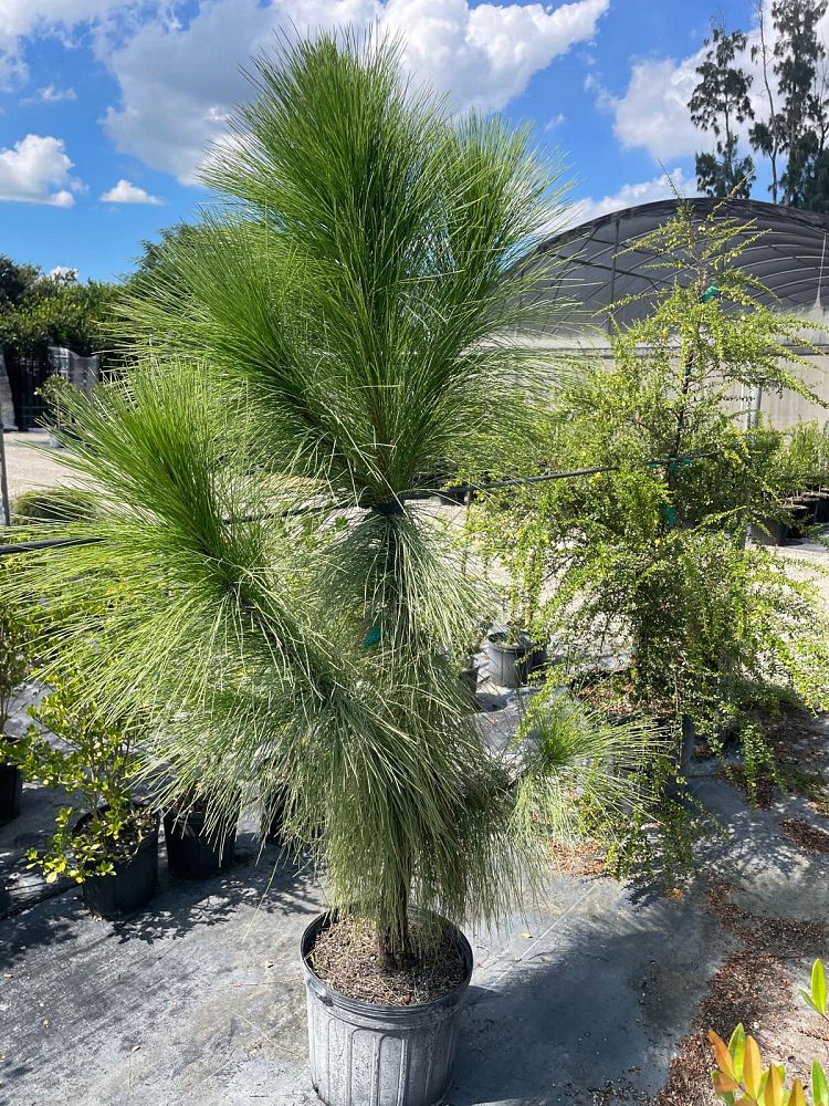 pinus-elliottii-densa-densa-pine-south-florida-slash-pine