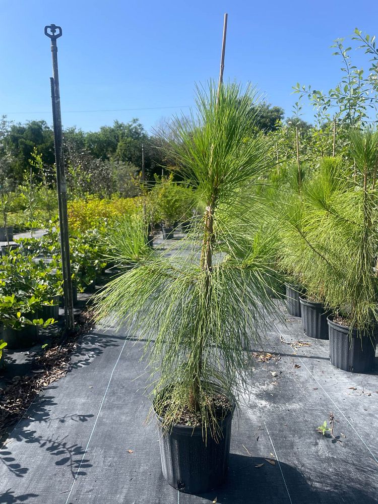 pinus-elliottii-densa-densa-pine-south-florida-slash-pine