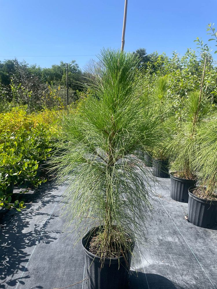 pinus-elliottii-densa-densa-pine-south-florida-slash-pine