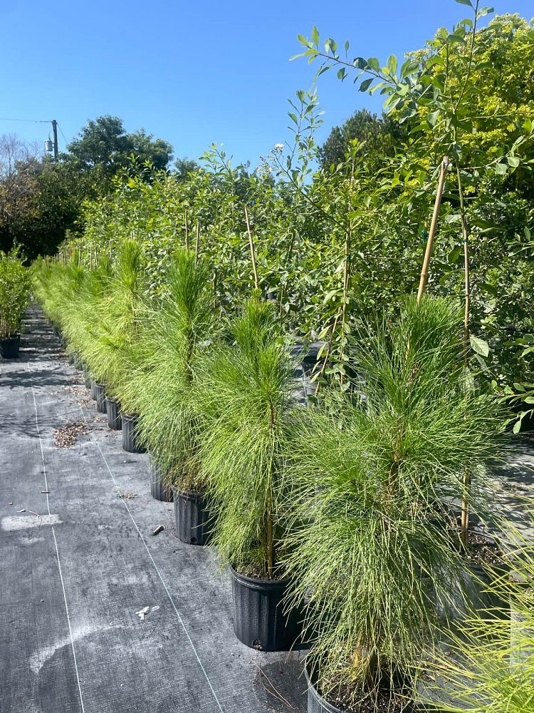 pinus-elliottii-densa-densa-pine-south-florida-slash-pine
