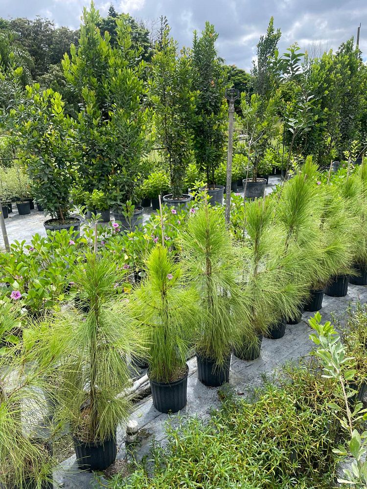 pinus-elliottii-densa-densa-pine-south-florida-slash-pine