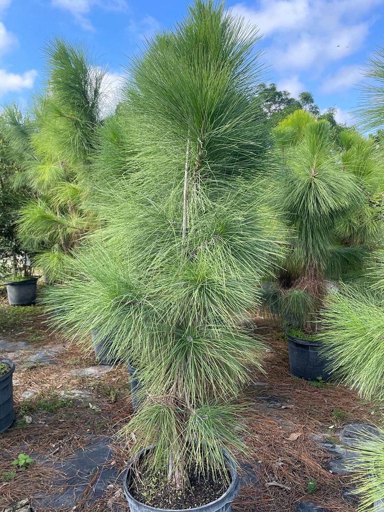 pinus-elliottii-densa-densa-pine-south-florida-slash-pine