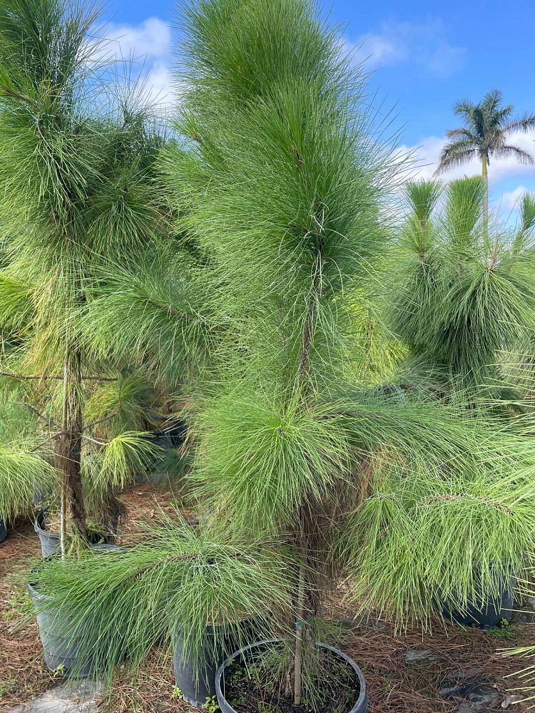 pinus-elliottii-densa-densa-pine-south-florida-slash-pine