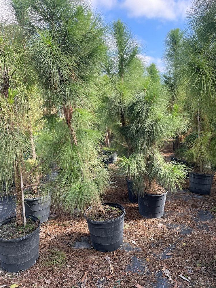 pinus-elliottii-densa-densa-pine-south-florida-slash-pine