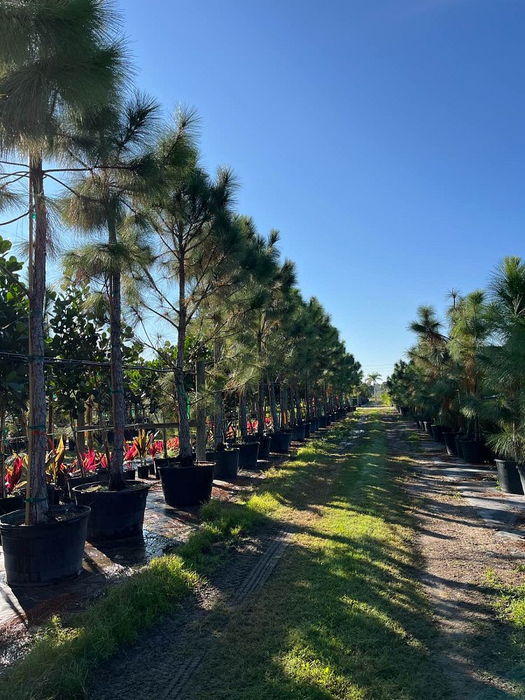 pinus-elliottii-densa-densa-pine-south-florida-slash-pine