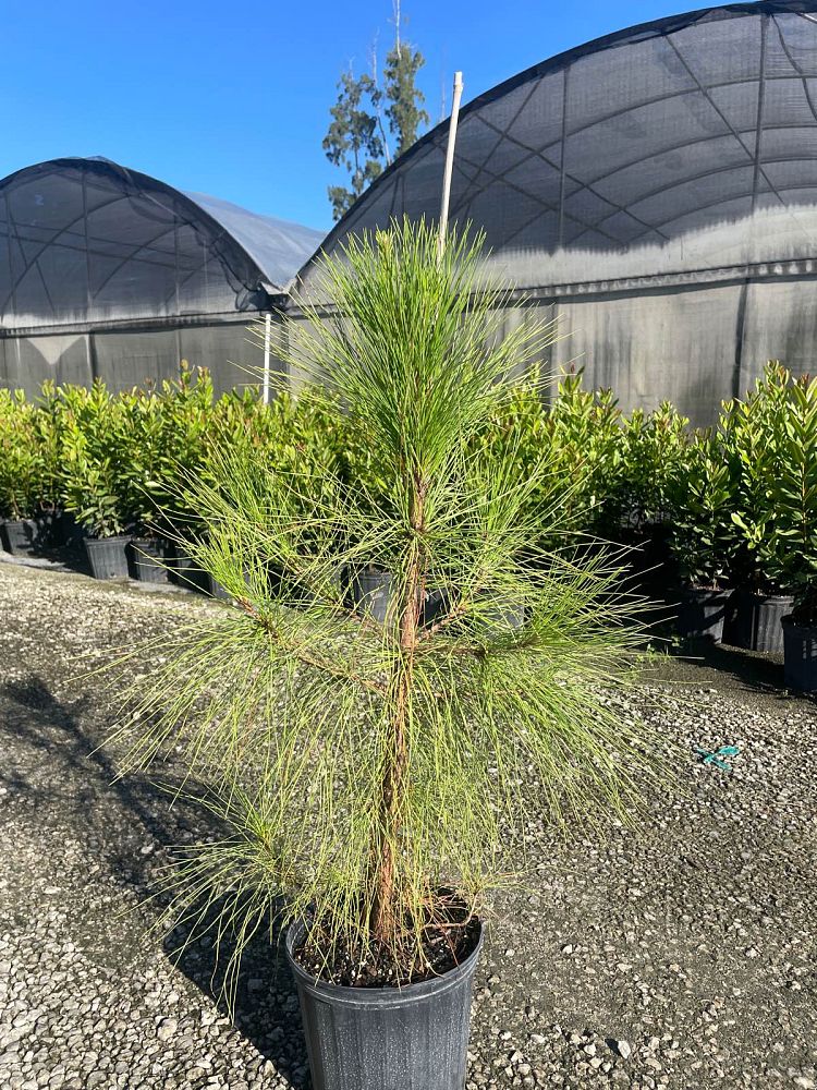 pinus-elliottii-densa-densa-pine-south-florida-slash-pine