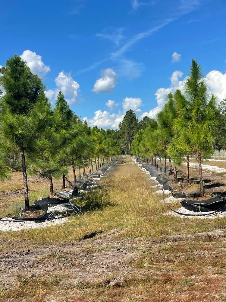 pinus-elliottii-densa-densa-pine-south-florida-slash-pine