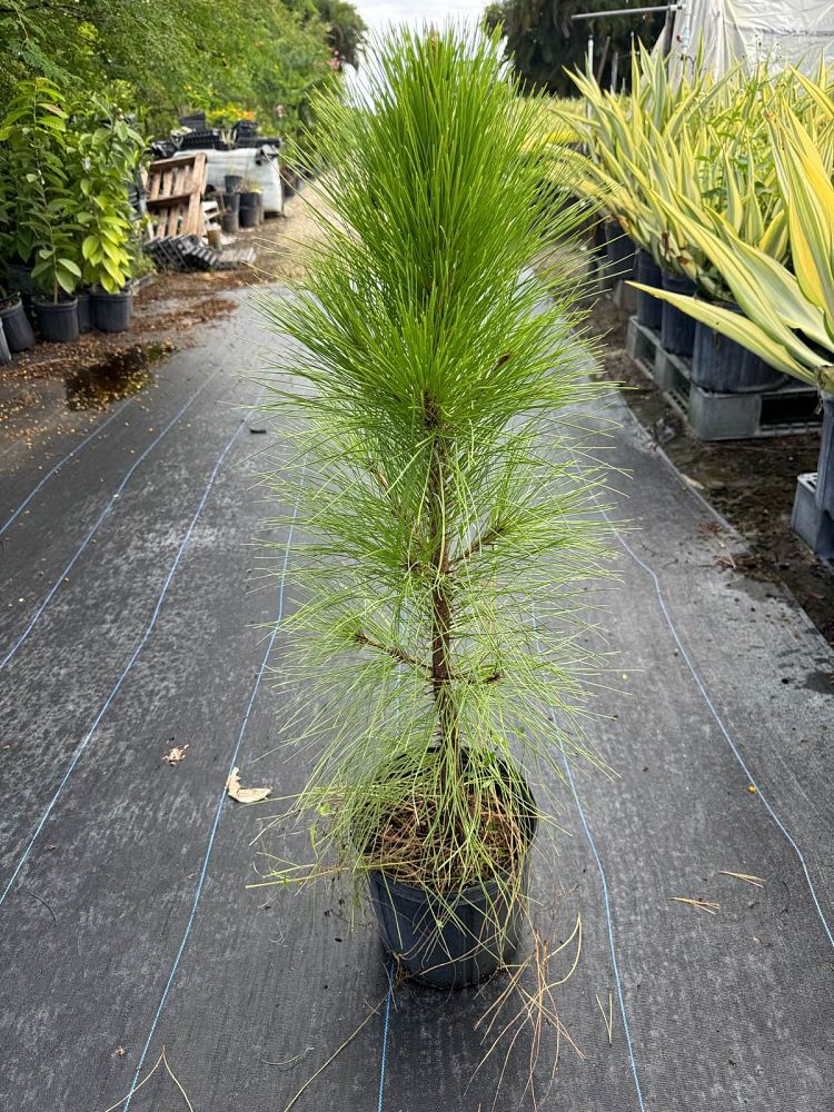 pinus-elliottii-densa-densa-pine-south-florida-slash-pine