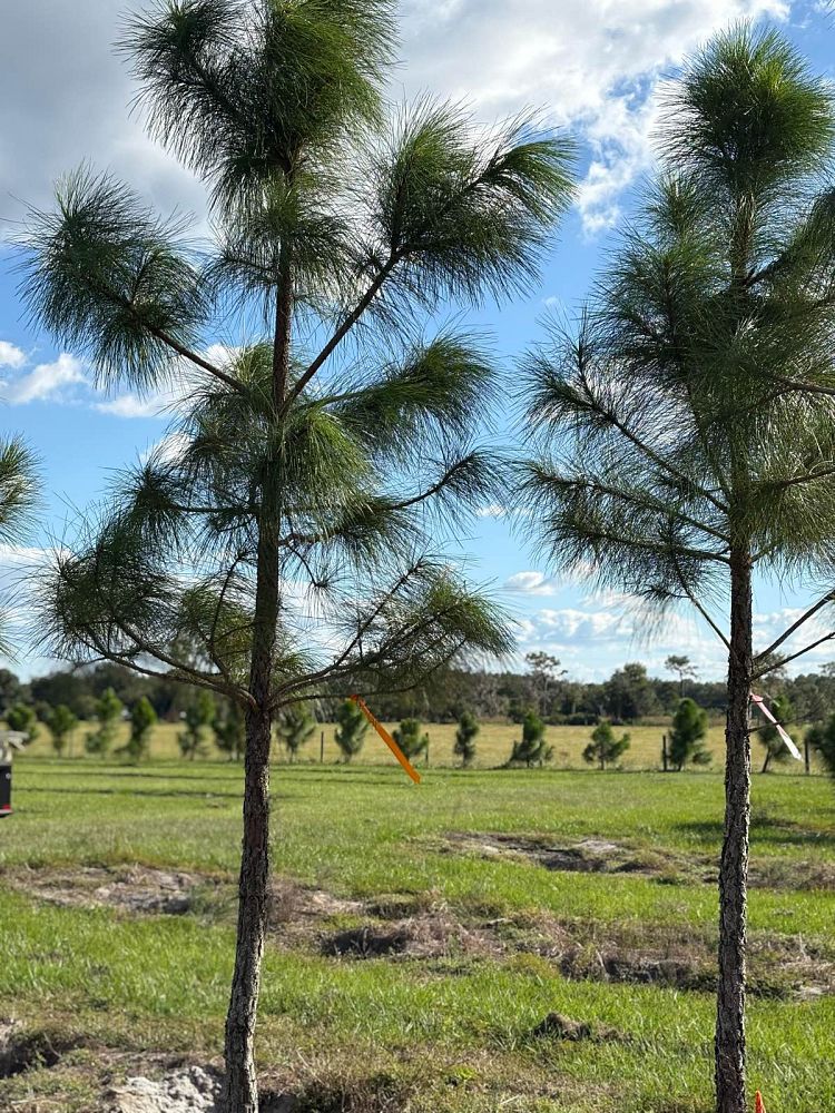 pinus-elliottii-densa-densa-pine-south-florida-slash-pine