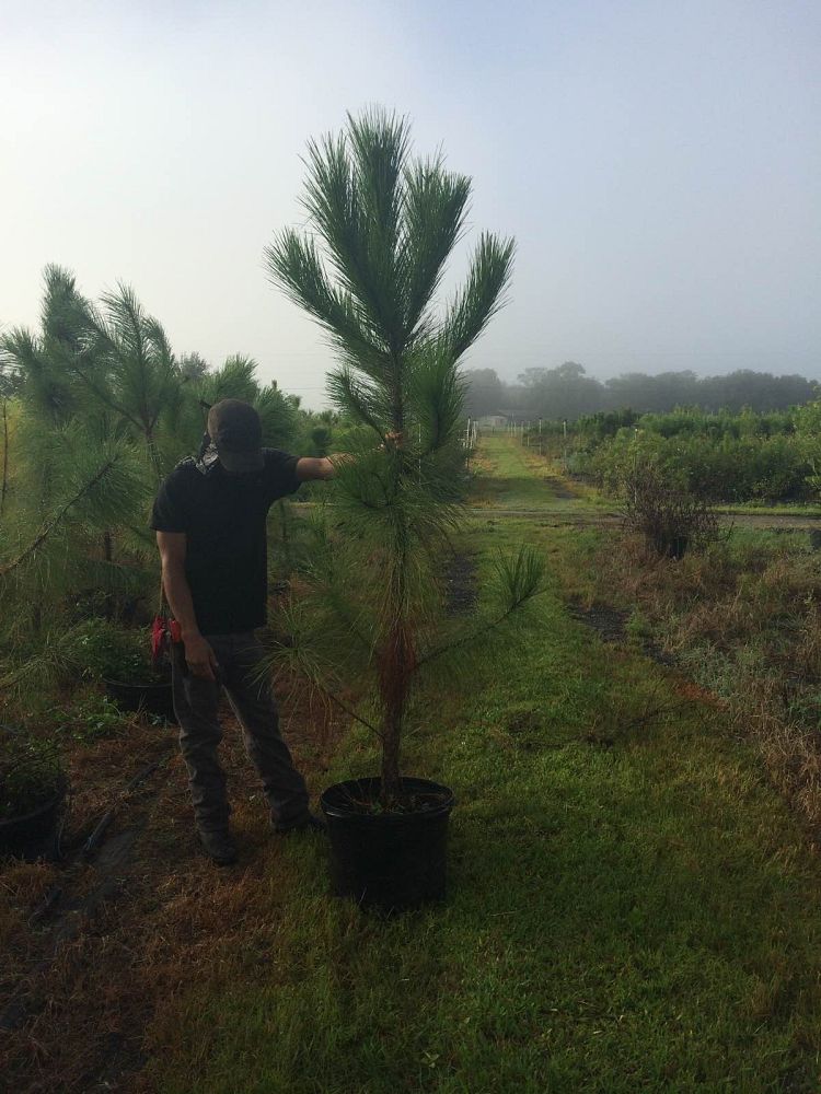 pinus-elliottii-improved-slash-pine