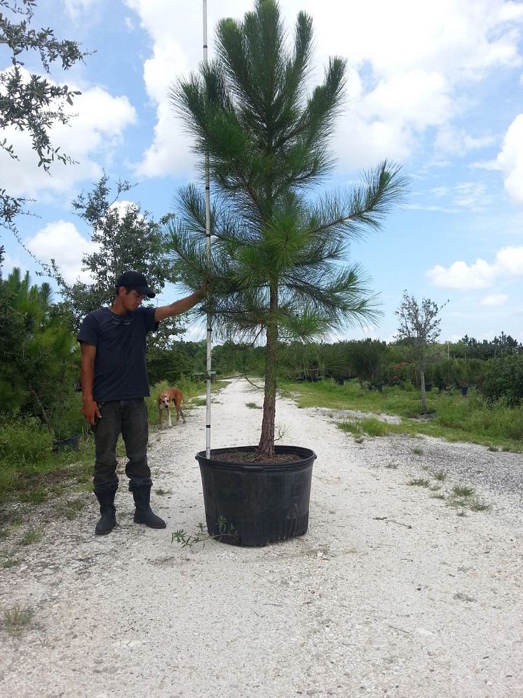pinus-elliottii-improved-slash-pine
