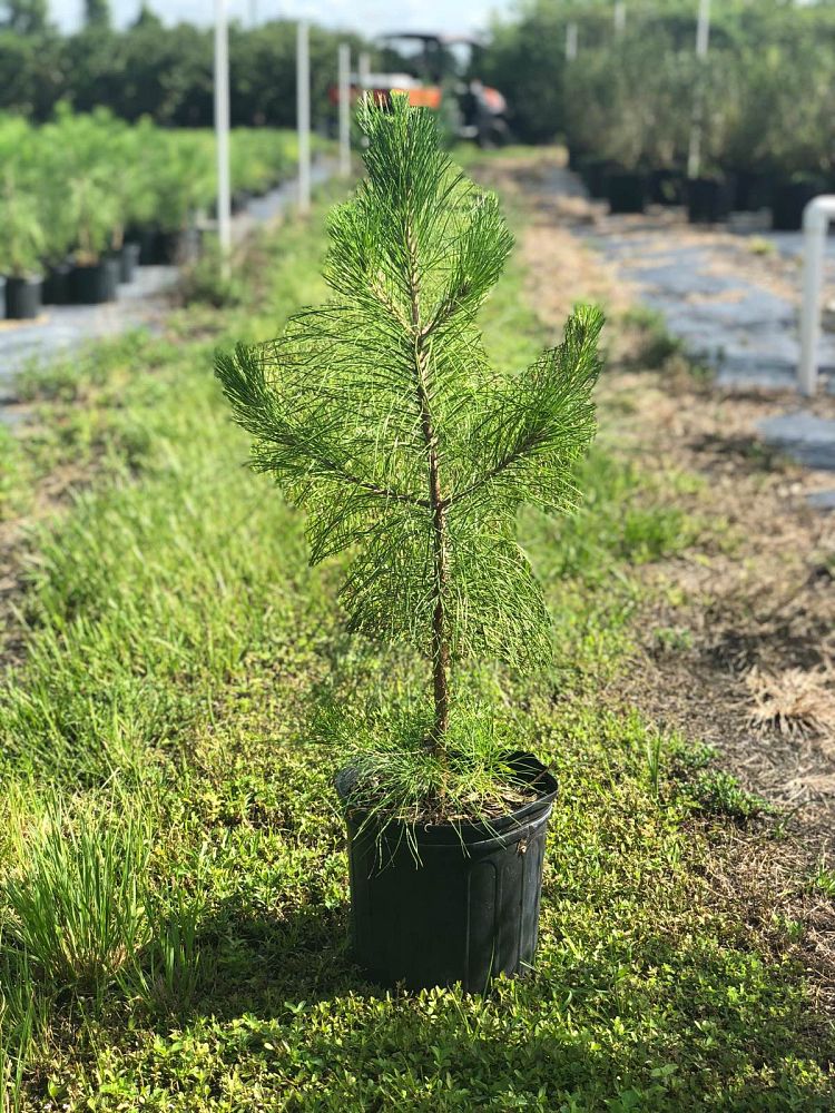 pinus-elliottii-improved-slash-pine
