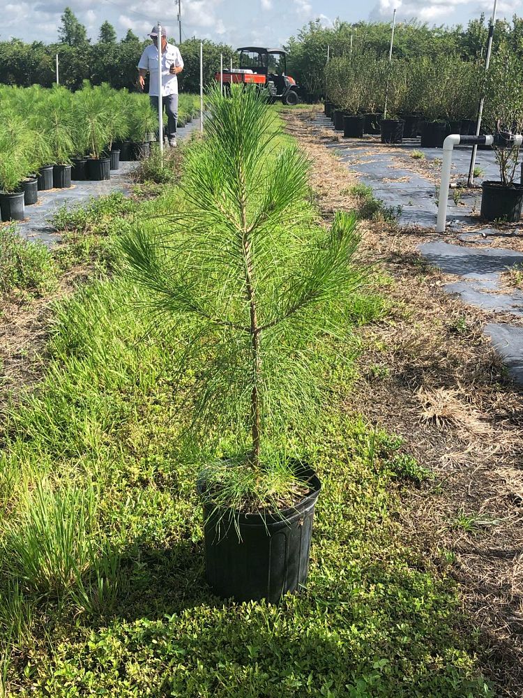 pinus-elliottii-improved-slash-pine