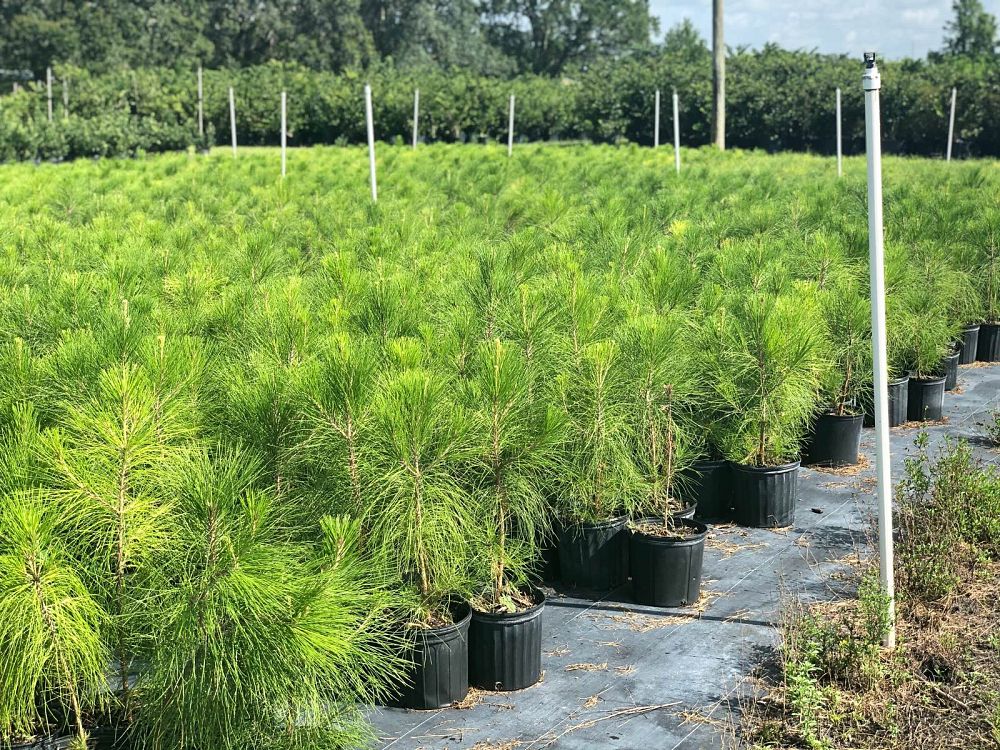 pinus-elliottii-improved-slash-pine