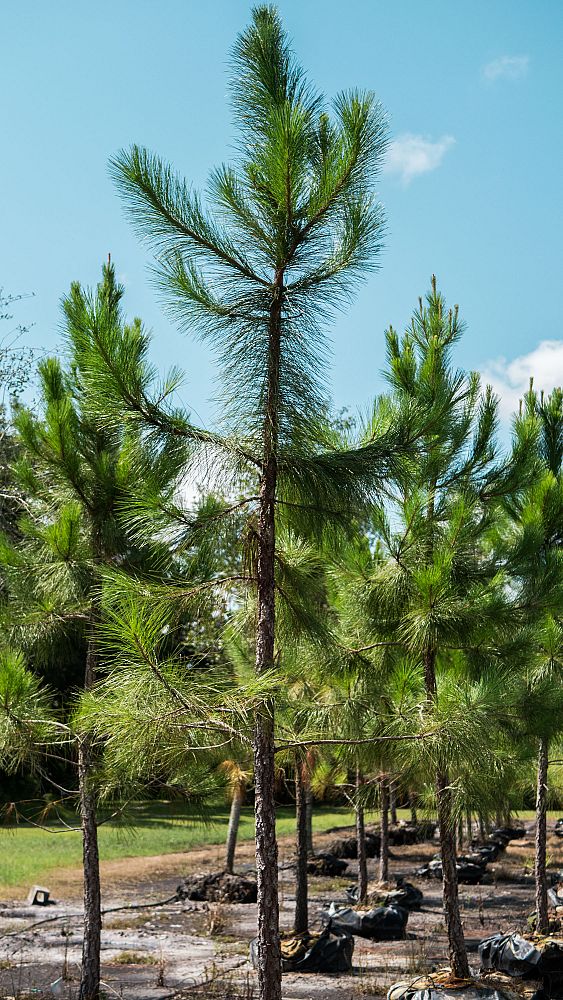 pinus-elliottii-improved-slash-pine
