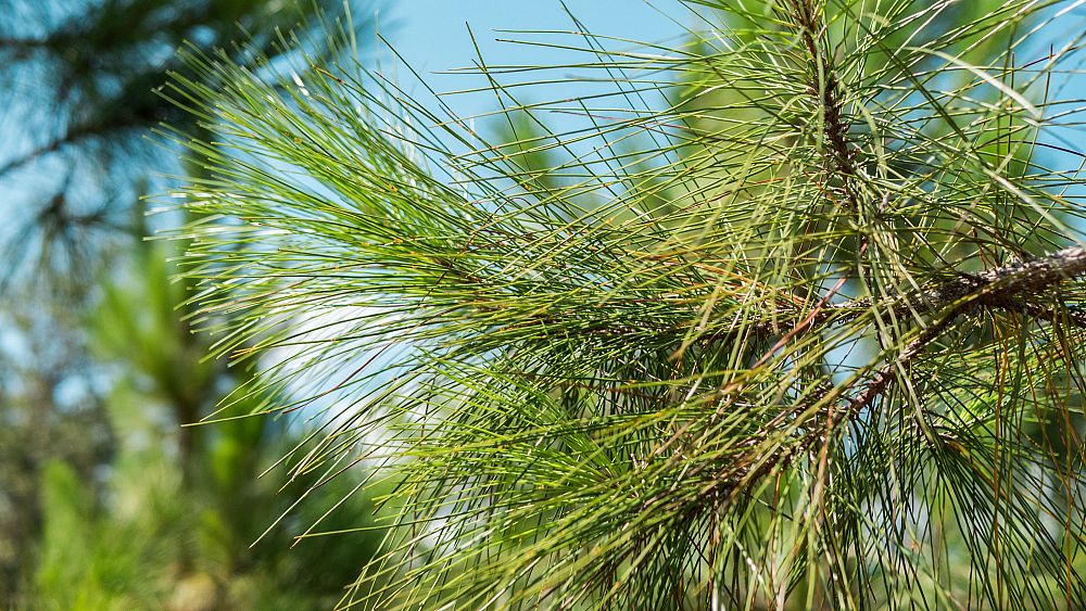 pinus-elliottii-improved-slash-pine