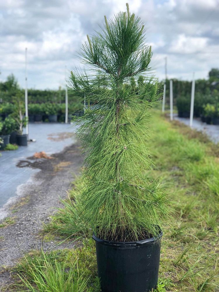 pinus-elliottii-improved-slash-pine