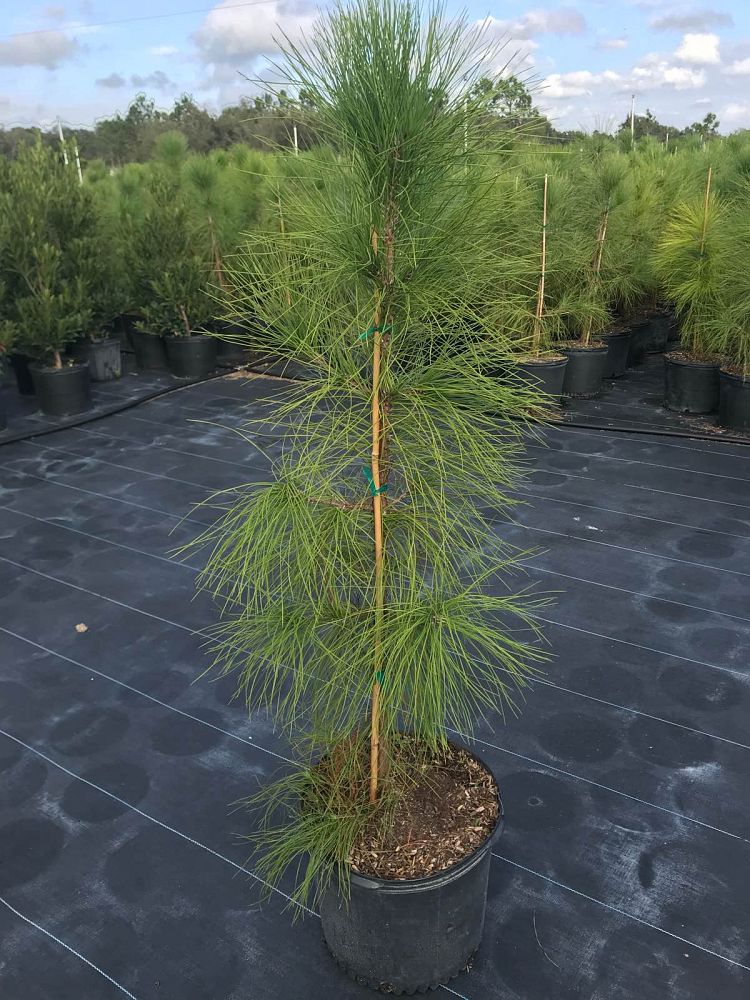pinus-elliottii-improved-slash-pine