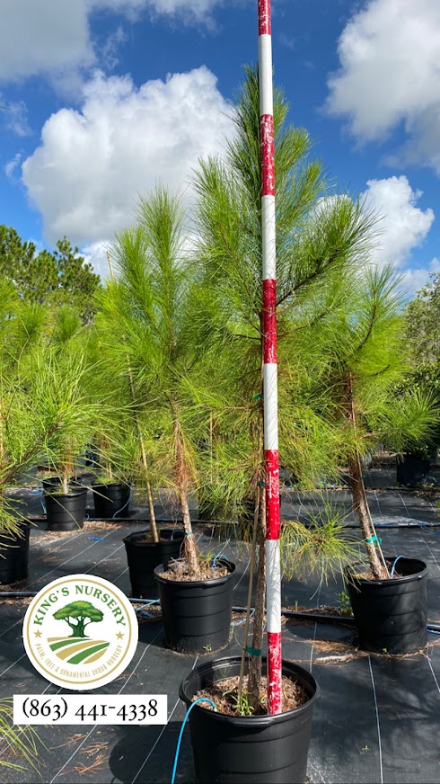 pinus-elliottii-improved-slash-pine