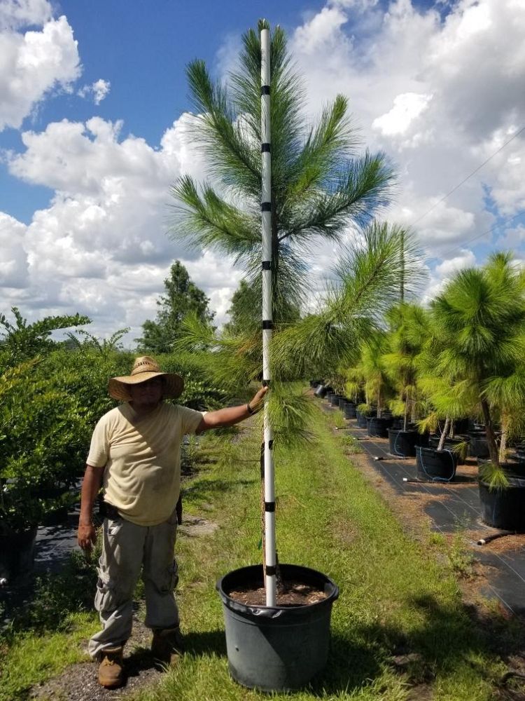 pinus-elliottii-improved-slash-pine
