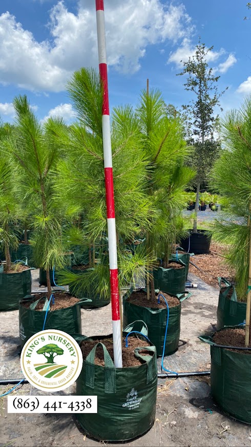 pinus-elliottii-improved-slash-pine