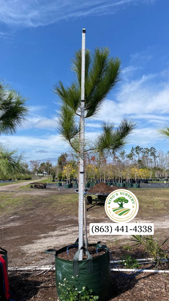 pinus-elliottii-improved-slash-pine