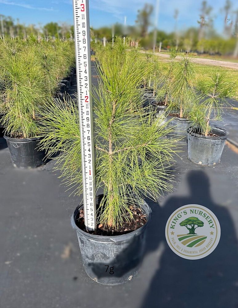 pinus-elliottii-improved-slash-pine