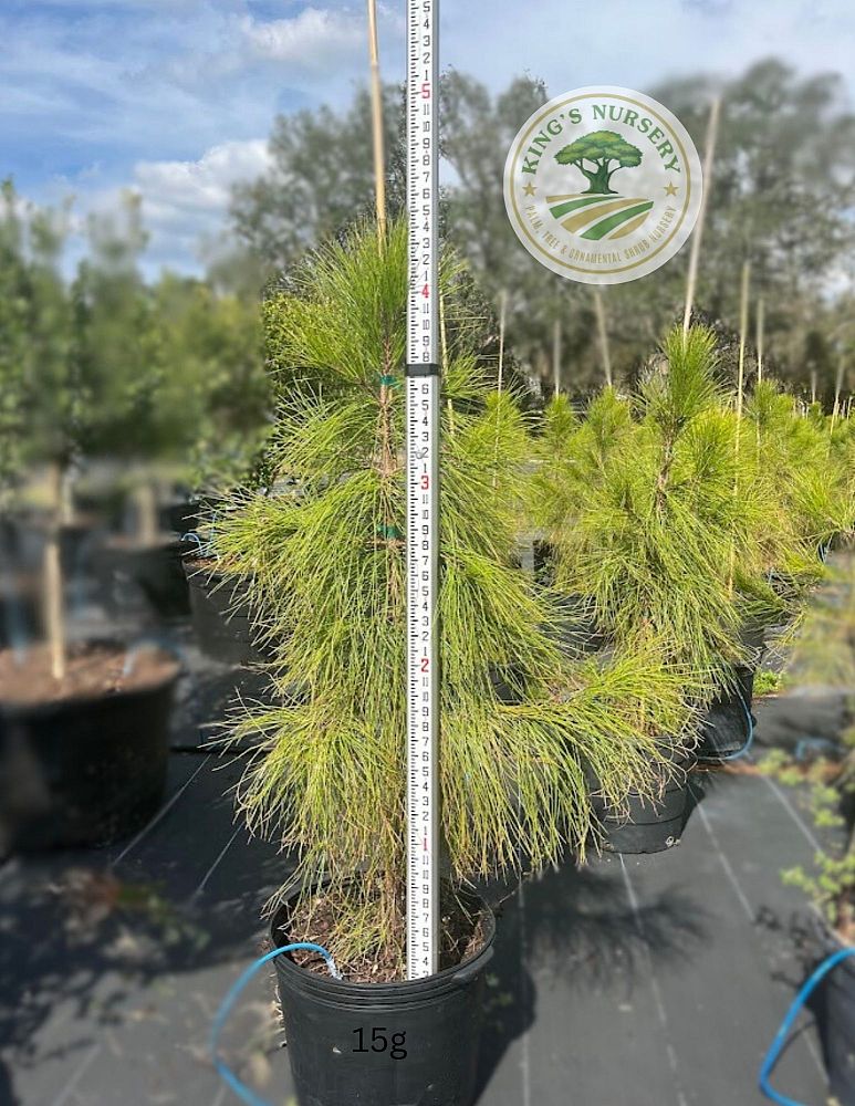 pinus-elliottii-improved-slash-pine