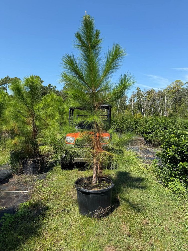 pinus-elliottii-improved-slash-pine