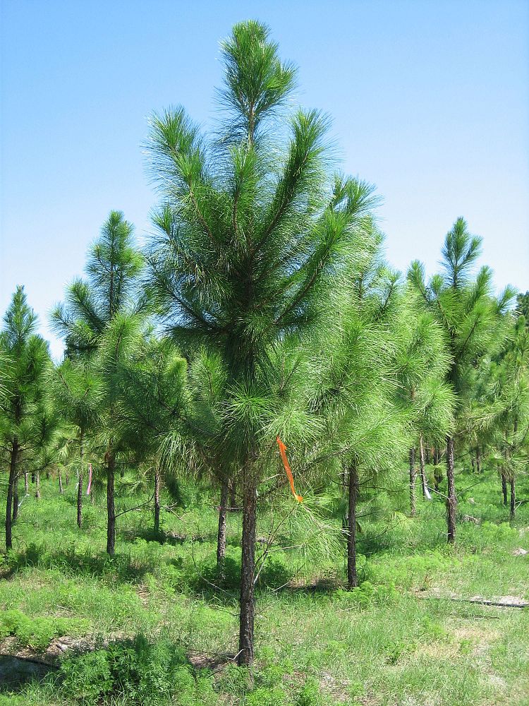 Сосна род хвойных. Pinus elliottii. Сосна Эллиота. Pinus elliottii дерево. Сосна Эллиота / сосна болотистая.