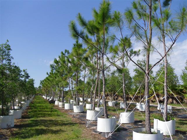 pinus-elliottii-slash-pine