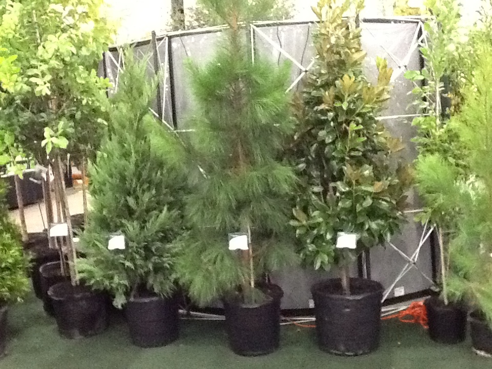 pinus-elliottii-slash-pine