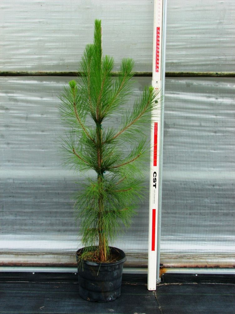 pinus-elliottii-slash-pine